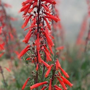 Meet your Posher, Bob